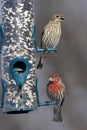 House Finches Royalty Free Stock Photo