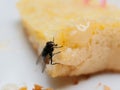 House flies on bread with butter with pink plastic fork sticking on over white plate Royalty Free Stock Photo