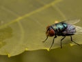 House flies, Fly, perch on leaves