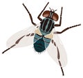 house flies insect vector illustration transparent background