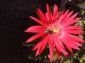 House flies mate on a daisy