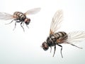 Ai Generated illustration Wildlife Concept of House flies on white Royalty Free Stock Photo