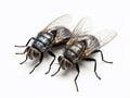 Ai Generated illustration Wildlife Concept of House flies on white Royalty Free Stock Photo