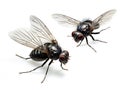 Ai Generated illustration Wildlife Concept of House flies on white Royalty Free Stock Photo