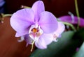 House flower: blooming orchid phalaenopsis pink color. Royalty Free Stock Photo