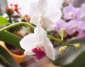 House flower: blooming orchid phalaenopsis white color. Royalty Free Stock Photo