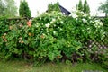 House flowering in spring in the garden coral roses