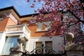 House with flowering tree in Padua in the Veneto (Italy)