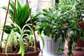 House flowers in the pots.Chlorophytum. Schlumbergera, dieffenbachia and aspidistra.Indoor plants on a wooden windowsill Royalty Free Stock Photo
