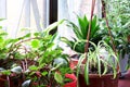 House flowers in the pots.Chlorophytum. Schlumbergera, dieffenbachia and aspidistra.Indoor plants on a wooden windowsill