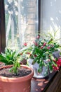 House flowers in the pots. Schlumbergera, dieffenbachia and aspidistra. House plant on a wooden windowsill