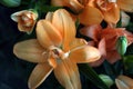 Amaryllis.Window plants.House flowers. Sale of house plants.