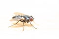 House Fly Royalty Free Stock Photo