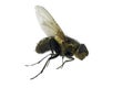 House-fly Royalty Free Stock Photo