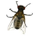 House fly