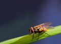 House fly close up on green grass,Drosophile Fly Insect macro Royalty Free Stock Photo