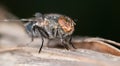 House fly close up Royalty Free Stock Photo