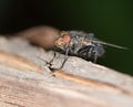 House fly close up Royalty Free Stock Photo