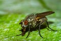House Fly close up Royalty Free Stock Photo