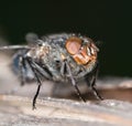 House fly close up Royalty Free Stock Photo