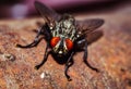 House Fly close up Royalty Free Stock Photo