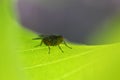 Fly on bright green leaf, macro image Royalty Free Stock Photo