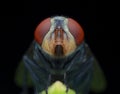 The house fly in the dark Royalty Free Stock Photo