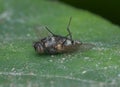 A house fly dead on the dirty leaf