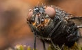 House Fly extreme close up macro