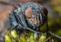 House Fly extreme close up macro Royalty Free Stock Photo