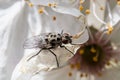 House fly in extreme close up sitting on flower