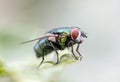 house fly in extreme close up sitting on green leaf. Picture taken before grey background