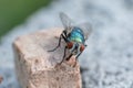 house fly in extreme close up sitting on piece dog food. Picture taken on grey wall