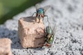 house fly in extreme close up sitting on piece dog food. Picture taken on grey wall