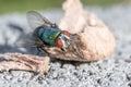 house fly in extreme close up sitting on piece dog food. Picture taken on grey wall