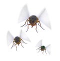 Flies Fly Insect Pest Pests Royalty Free Stock Photo
