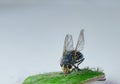 House Fly. The fly. Fly closup Royalty Free Stock Photo