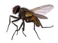 House fly - high magnification