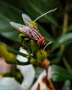 A house fly in its natural habitat with selective focus