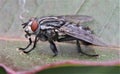 House fly on a leaf with water droplet Royalty Free Stock Photo