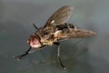 House fly macro oblique view Royalty Free Stock Photo