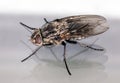 House fly macro profile view Royalty Free Stock Photo