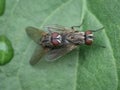 house fly mating on the leaf seen from the top Royalty Free Stock Photo