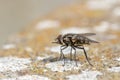 House Fly Musca domestica on a cement wall Royalty Free Stock Photo