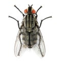 The House Fly ( Musca domestica ).