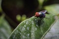 House fly Musca domestica is a fly from the suborder Cyclorrhapha. Royalty Free Stock Photo