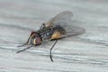 House fly (Musca domestica) on the home table. Royalty Free Stock Photo