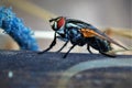 house fly, perched on a log Royalty Free Stock Photo
