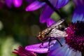House fly on a purple ragwort blossom