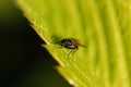 House fly with red eyes on leaf